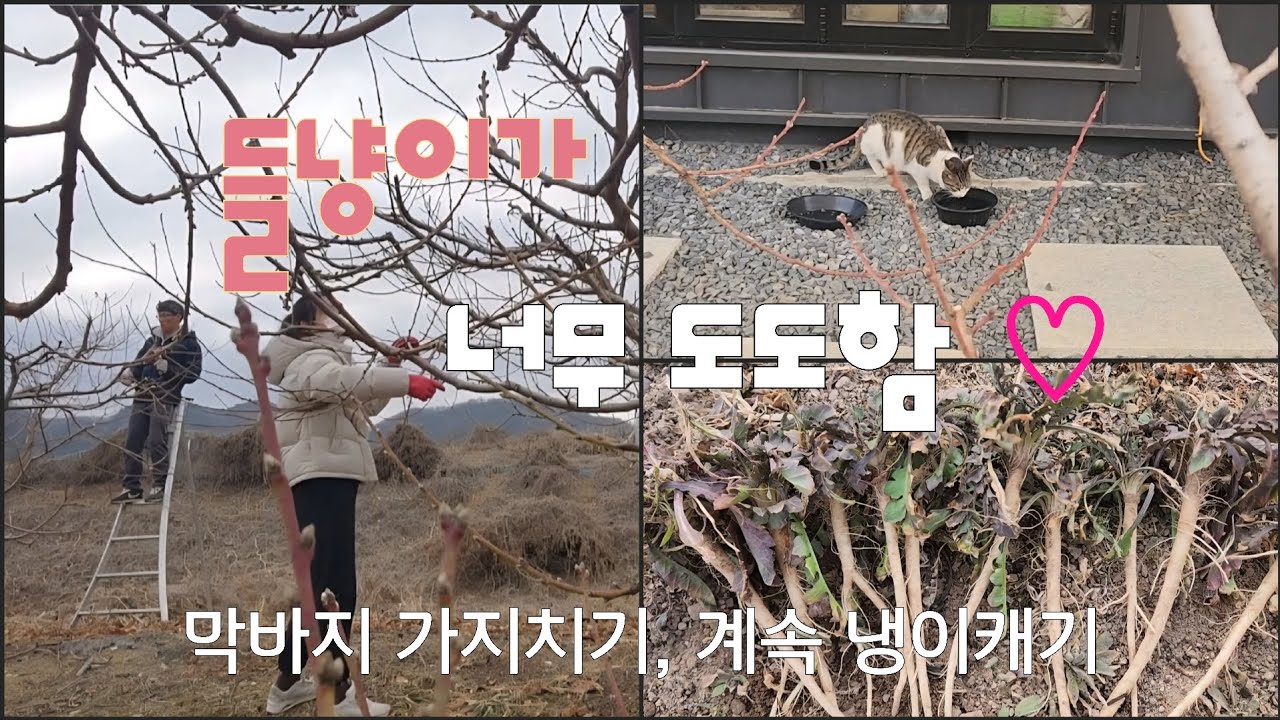 가지치기, 냉이캐기 다섯번째 이야기