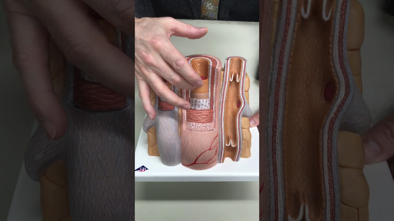 Blood Vessels - Layers of the wall with Dr. Masi