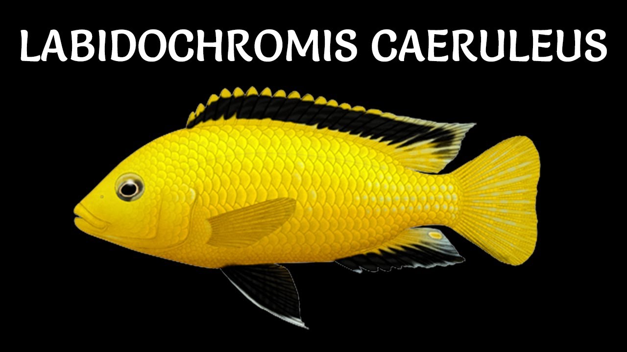 Labidochromis caeruleus ✔