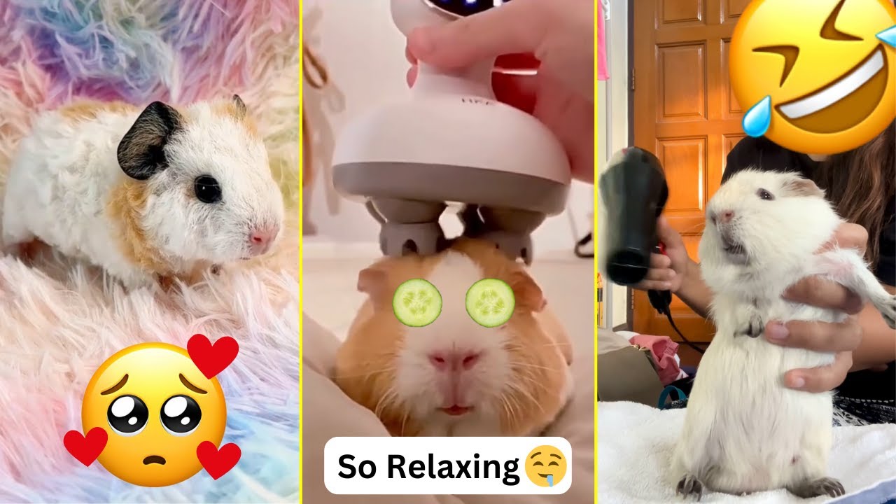 Adorable Guinea Pigs - Tiktok Compilation