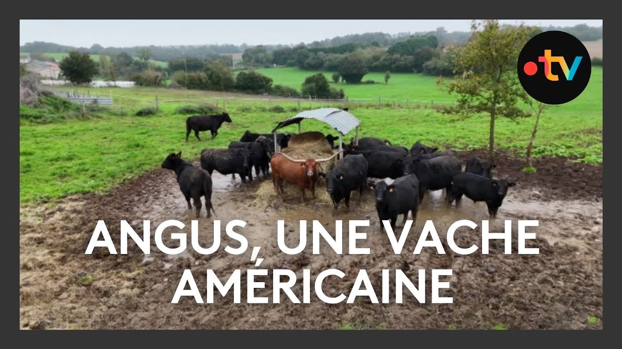 Angus, des vaches venues d'Amérique