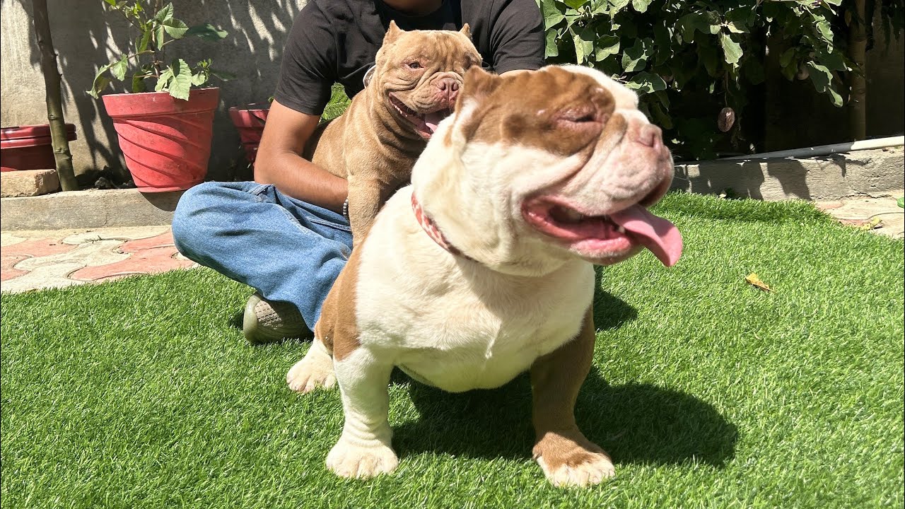 Micro vs xxl 😍sultan ne pug ko pakad liya tha 🥶#pitbull #americanbully