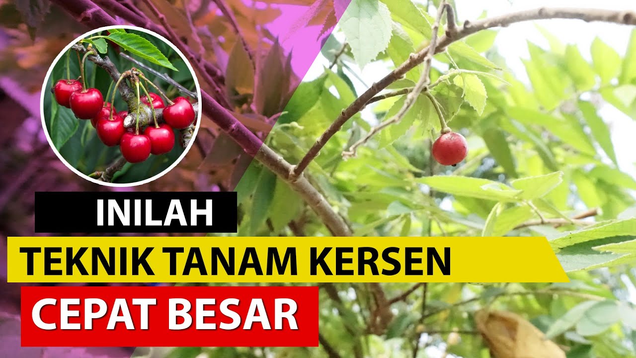Cara Menanam Kersen dengan Mudah