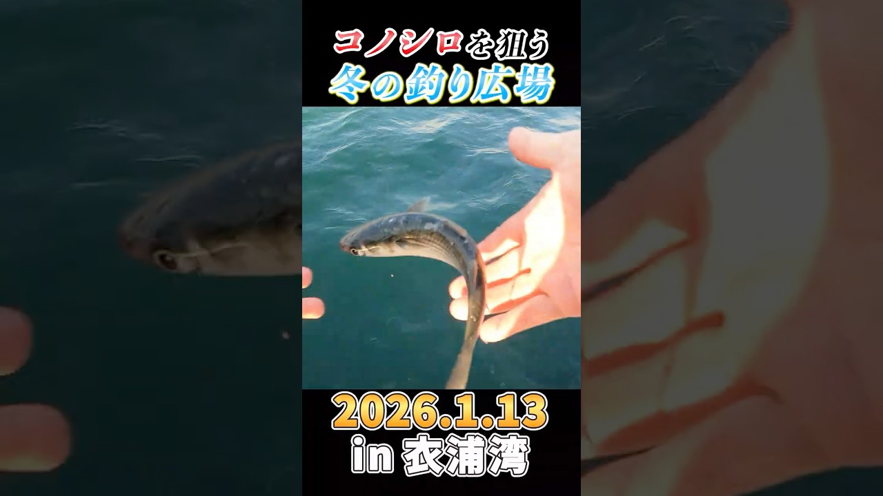 今週も碧南釣り広場でサビキ釣り 2026.1.13