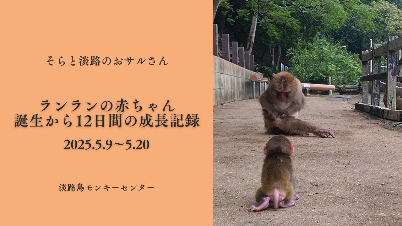 ランランの赤ちゃん誕生から12日間☆歩行練習に感じる母と娘の絆♡2025.5.9～5.20【淡路島モンキーセンター】