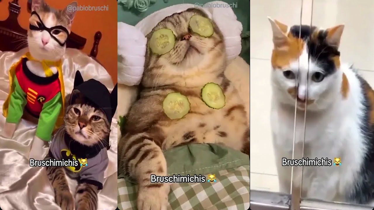 Bruschimichis 😹 |  53 Minutos de los Gatos Más Graciosos de TikTok | Compilación 2025