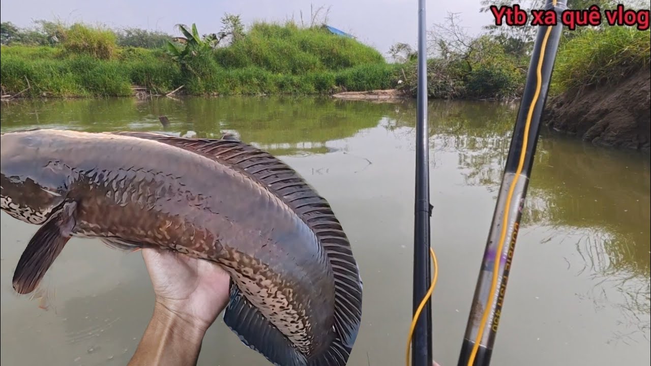 H&ocirc;m nay Ra Suối Rừng Nước R&uacute;t Ch&iacute;ch C&aacute; đồng | XA QU&Ecirc; VLOG 