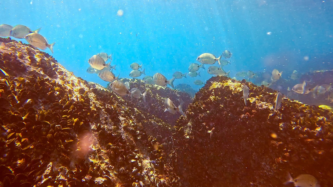 Portugal Snorkeling Spots