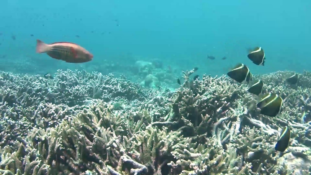 Sipadan, Mabul Diving