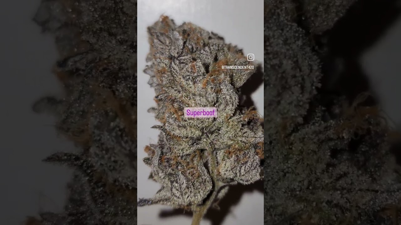 #superboof #strain
