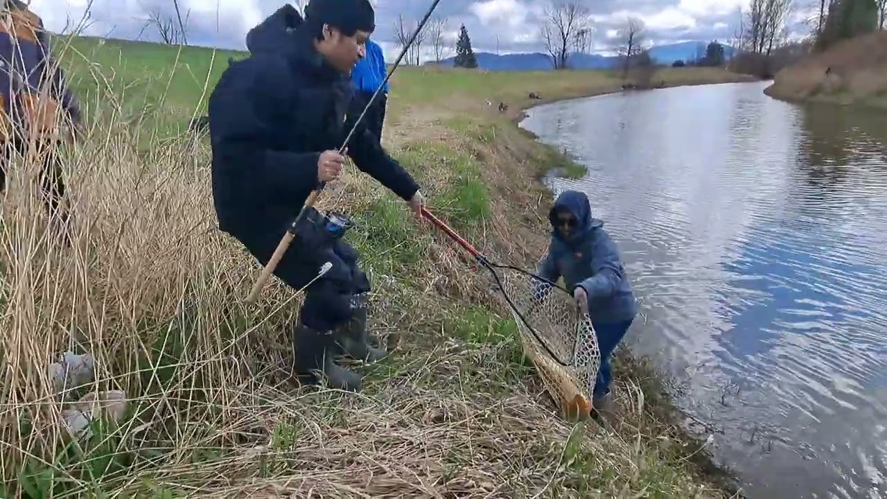 Netting Carp one after another, Carp fishing around Vancouver, British Columbia