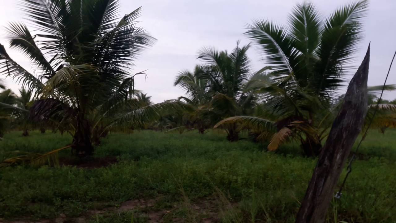 Ape waththa