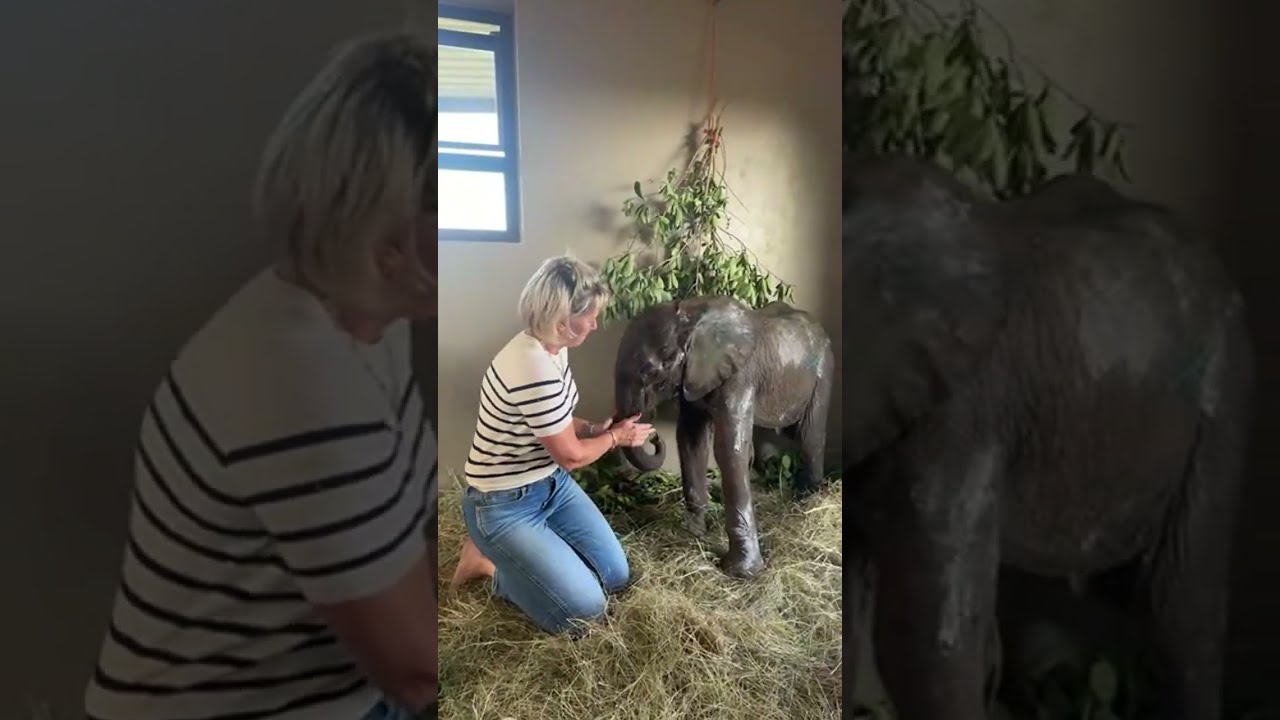 New Elephant Orphan Rescued & Brought to HERD | LIVE with 4 Month Old Phabeni 🩷