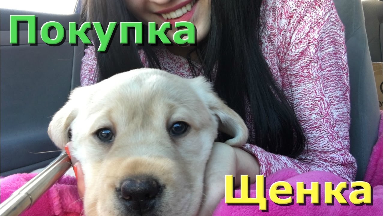 Лабродор, Щенок. Как мы купили собаку в АМЕРИКЕ