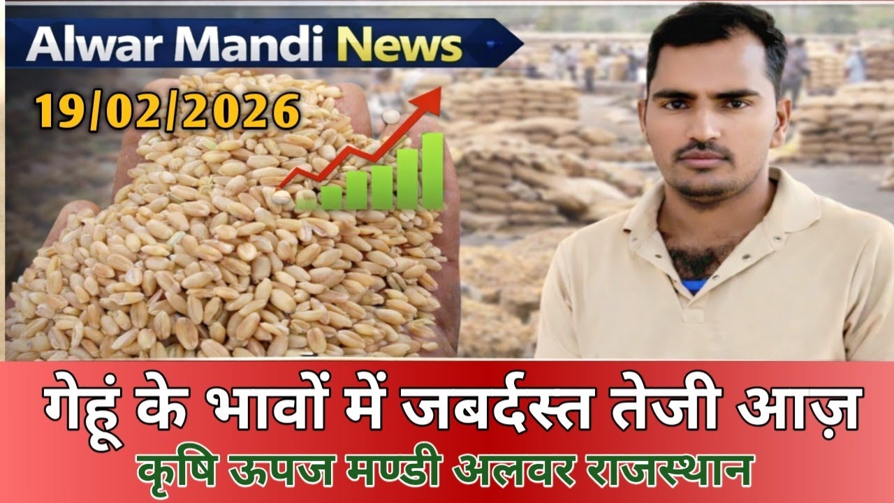 19 फरवरी 2026 Gehun Ka Bhav आज का गेहूं का भाव । गेहूं के भाव मे आई आज तेजी । गेहूं का भाव।