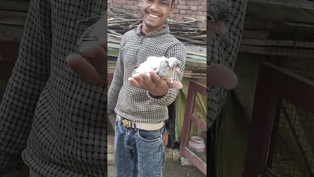 Deshi Kabutar Kalsire Ke Jode  ! Kalsire Pigeon Breed 💯🕊️