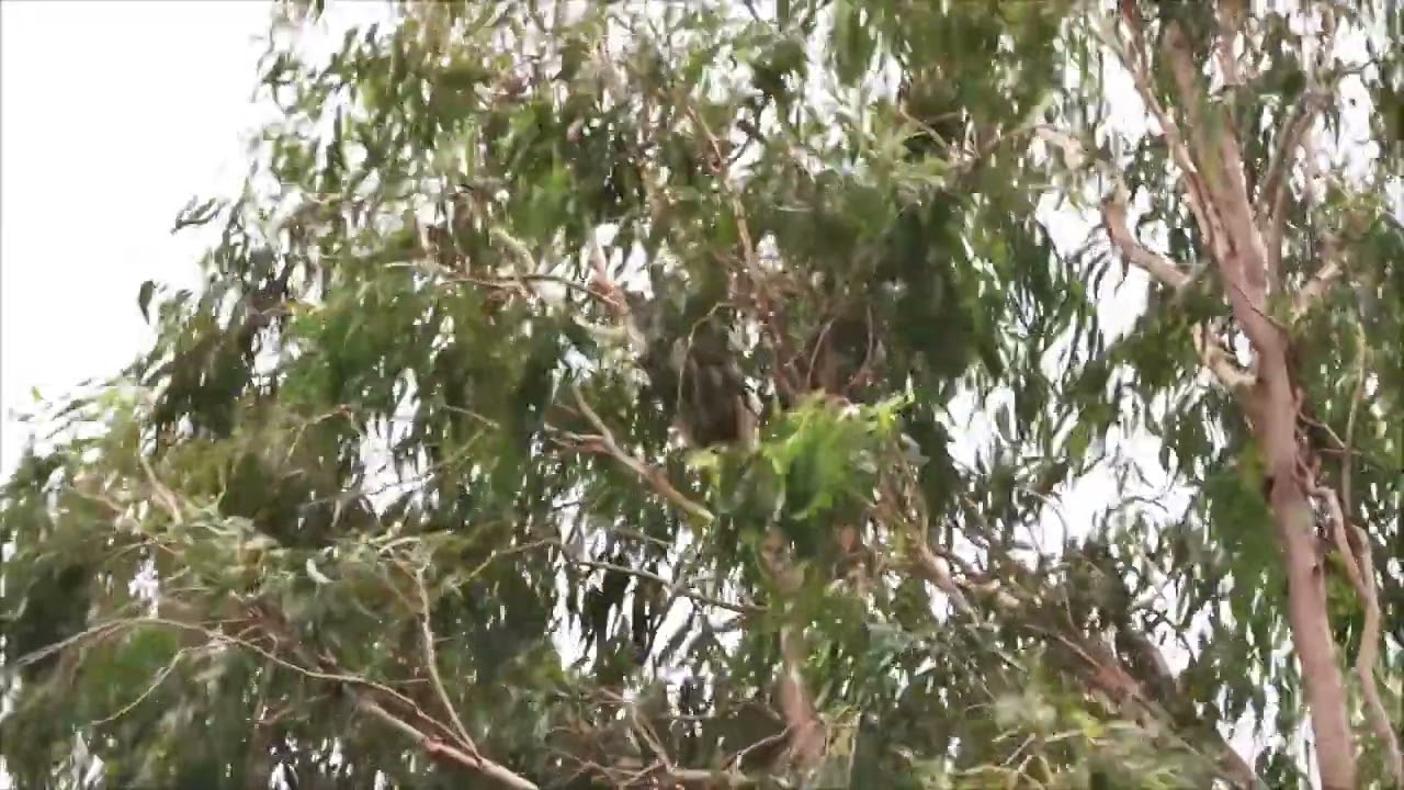 A wild koala braving the wild wind