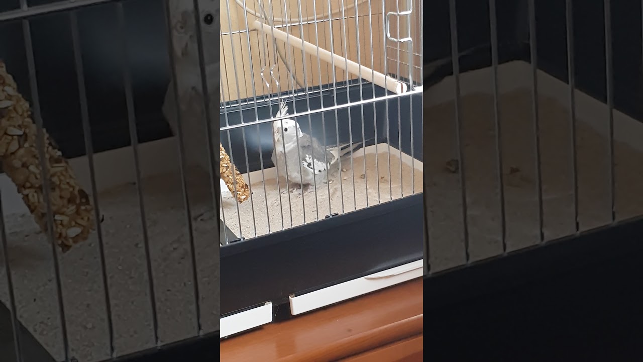 Riki the Cockatiel Introduction