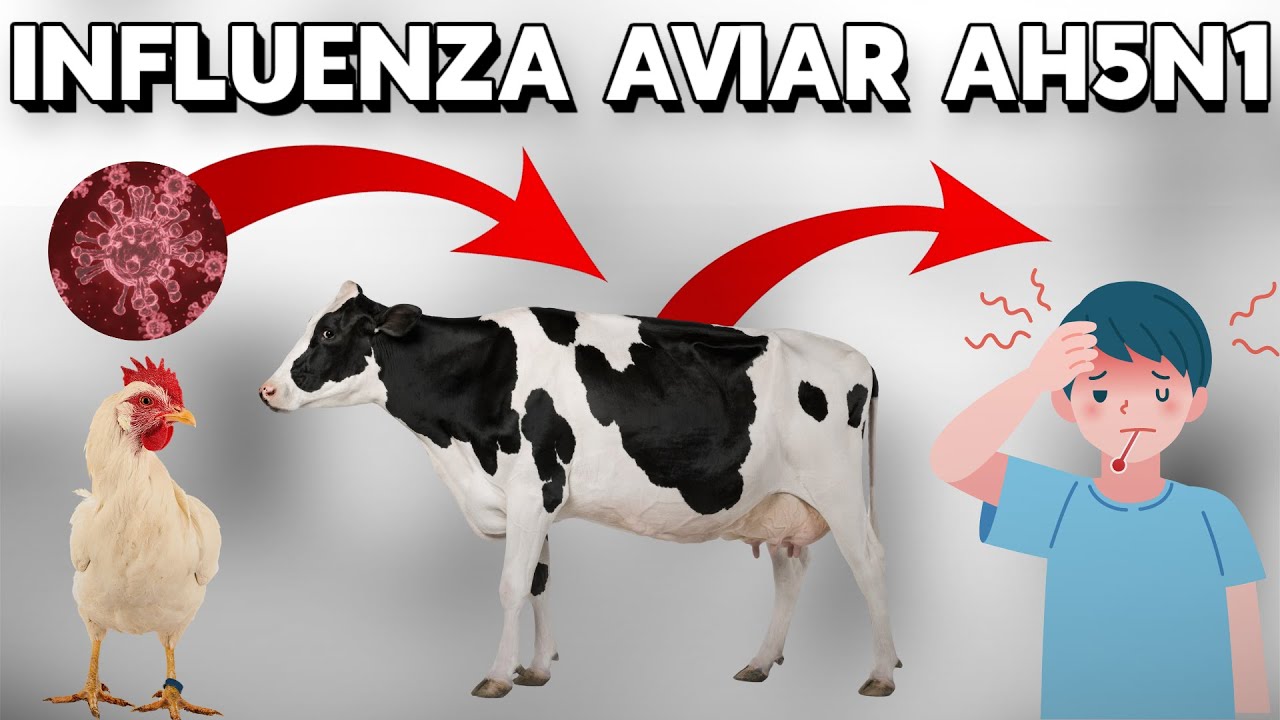 INFLUENZA AH5N1: ¿Inminente TRANSMISIÓN a HUMANOS?🦠