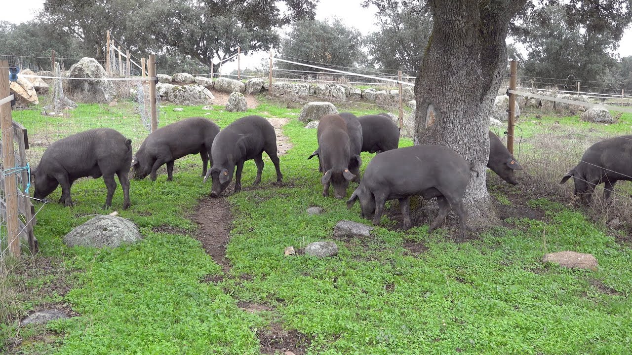 Montanera - Pigs fattening themselves on acorns in the Dehesa