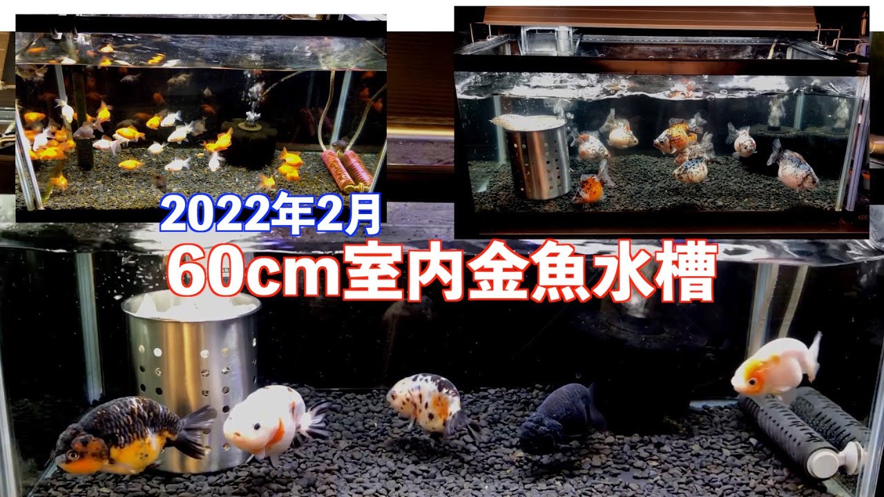 【金魚】2022年2月 60cm室内金魚水槽（金魚飼育は難しい？）