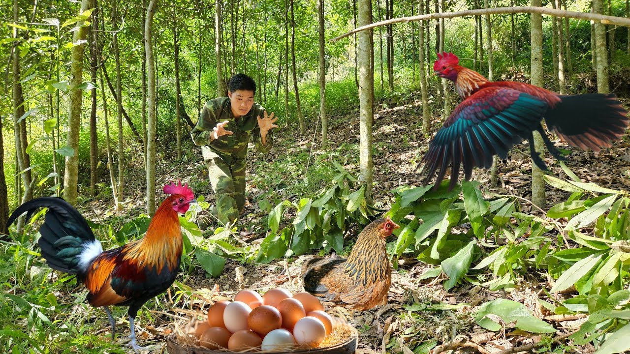 Discovering traces of wild jungle fowl, immediately crafting traps to crossbow them, survival skills