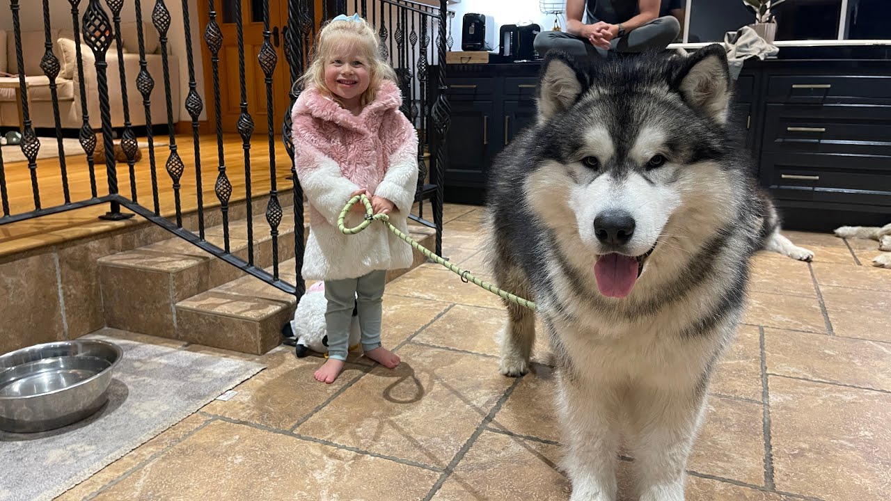 Adorable Baby Girl Walks Her Giant Puppy! He's So Well Behaved! (So Cute!!)