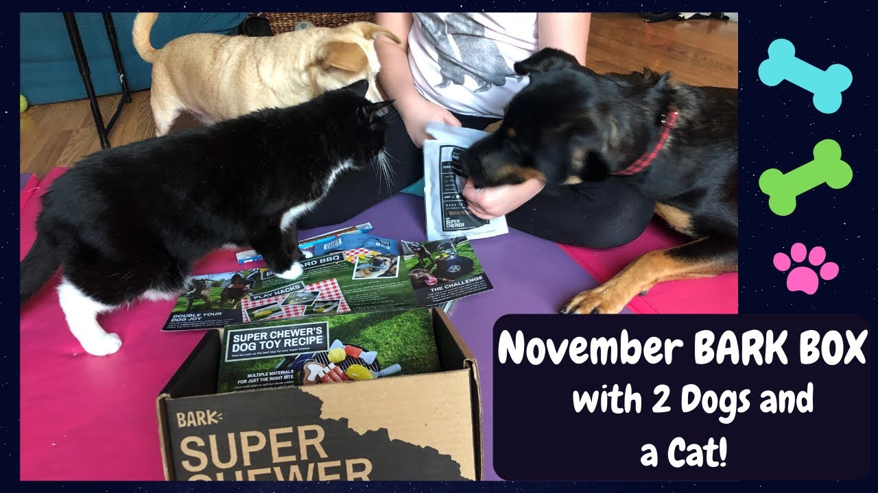 BARK BOX Opening with 2 Dogs and a Cat!