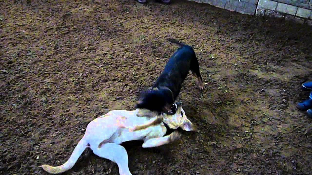 Schwarzwildbracke Kopov Balko bei der Welpenschule