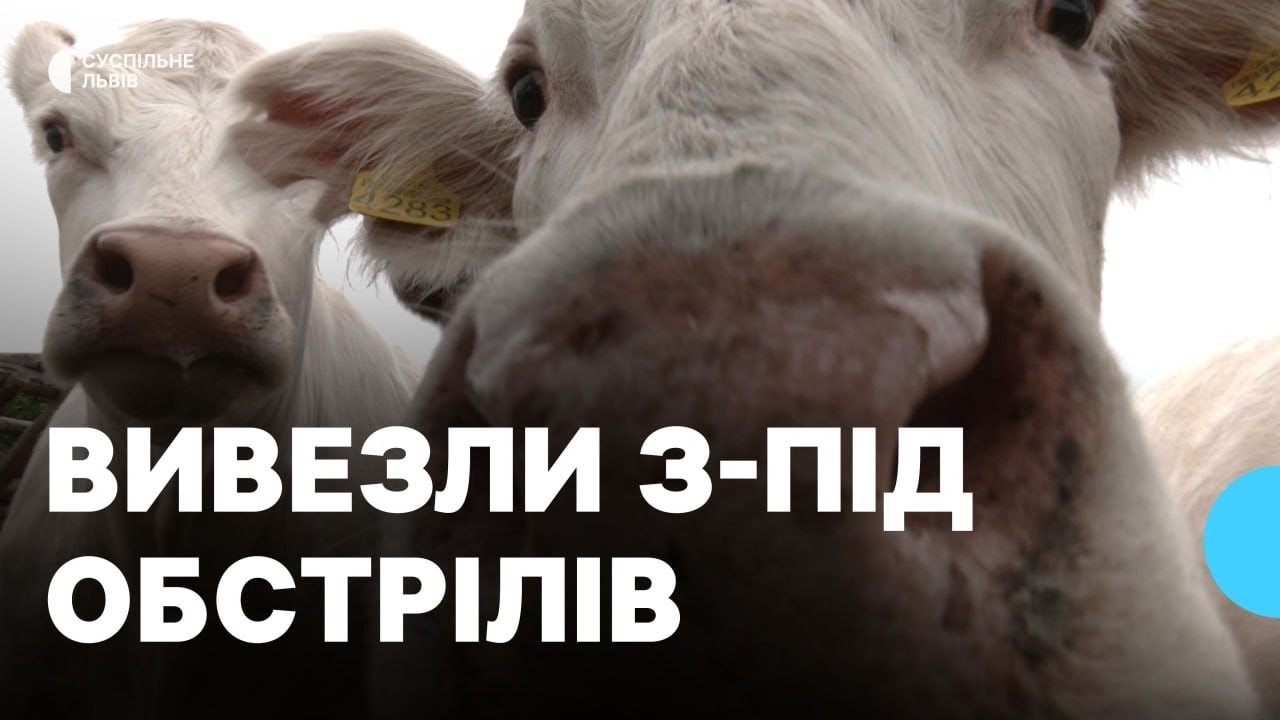 Порода походить із Франції: близько 30 корів евакуювали із Харківщини на Львівщину