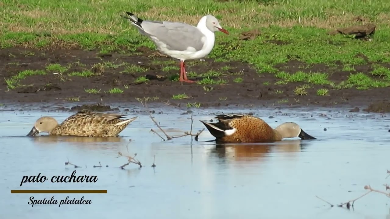 PATO CUCHARA (Spatula platalea)