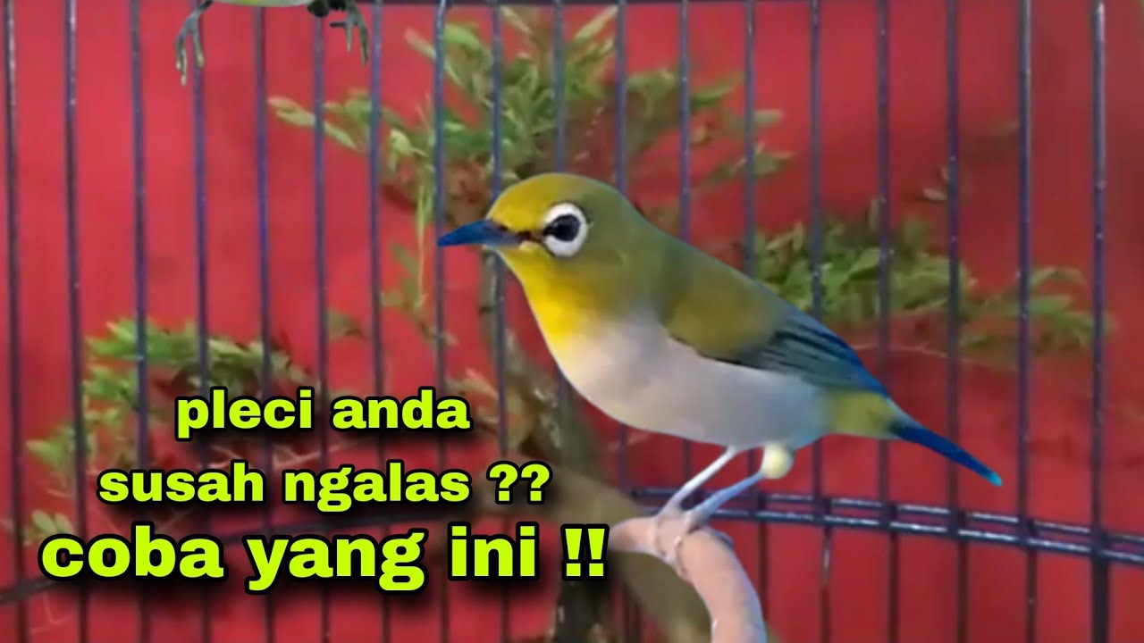 Masteran Pleci Malam Hari || Pleci Gacor Ngalas Nembak || Pleci Bustomi Gacor