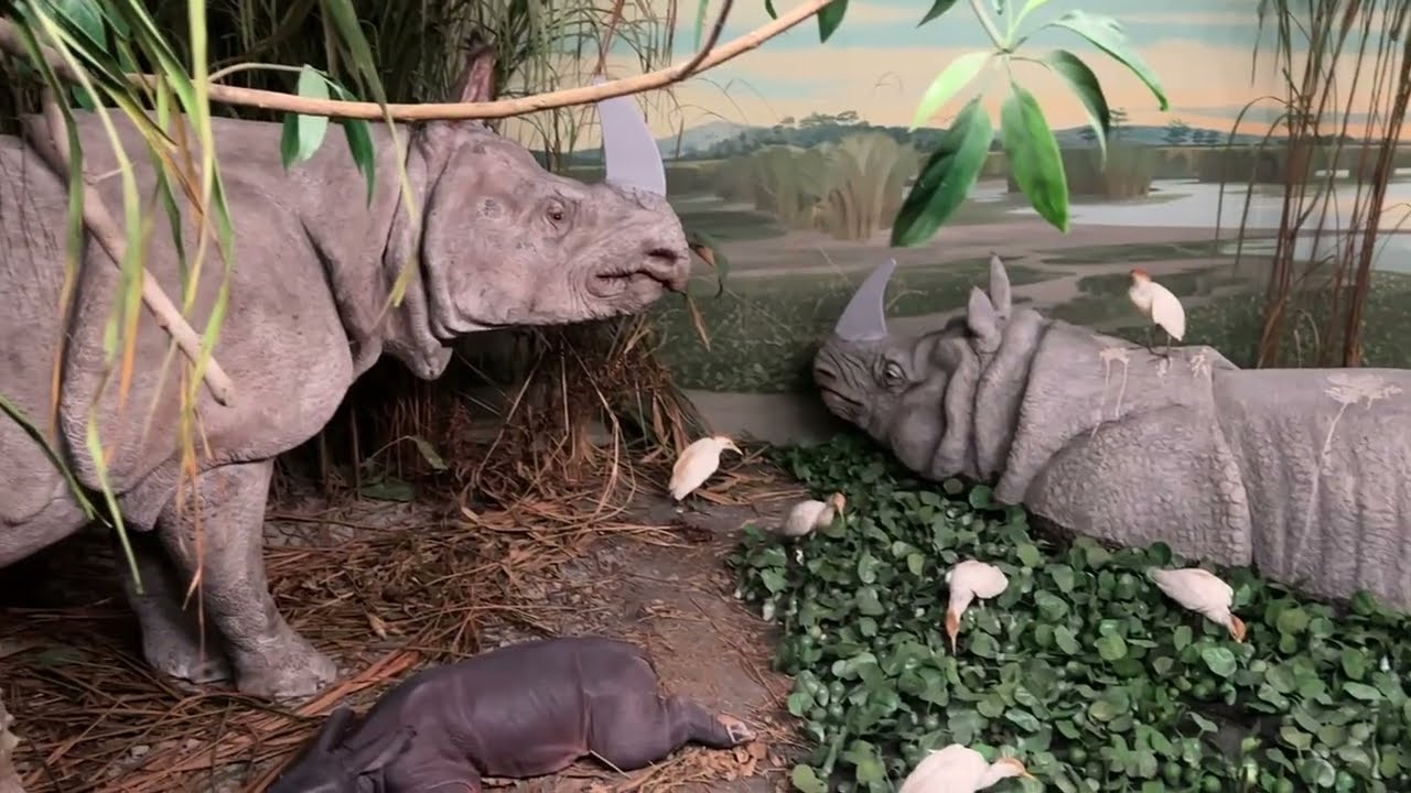 Naturhistorisches Museum Bern 2026 #switzerland #travel #bern