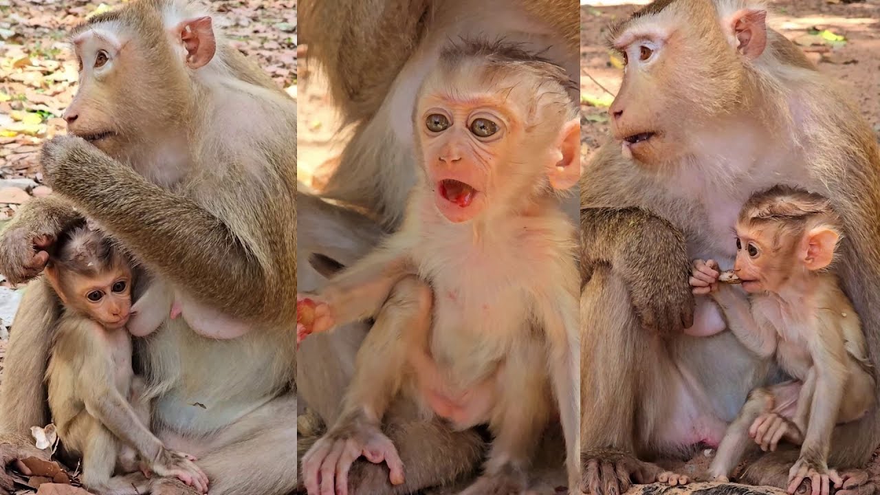 Cute Rina baby feels very comfortable when Rose pays attention nursing.