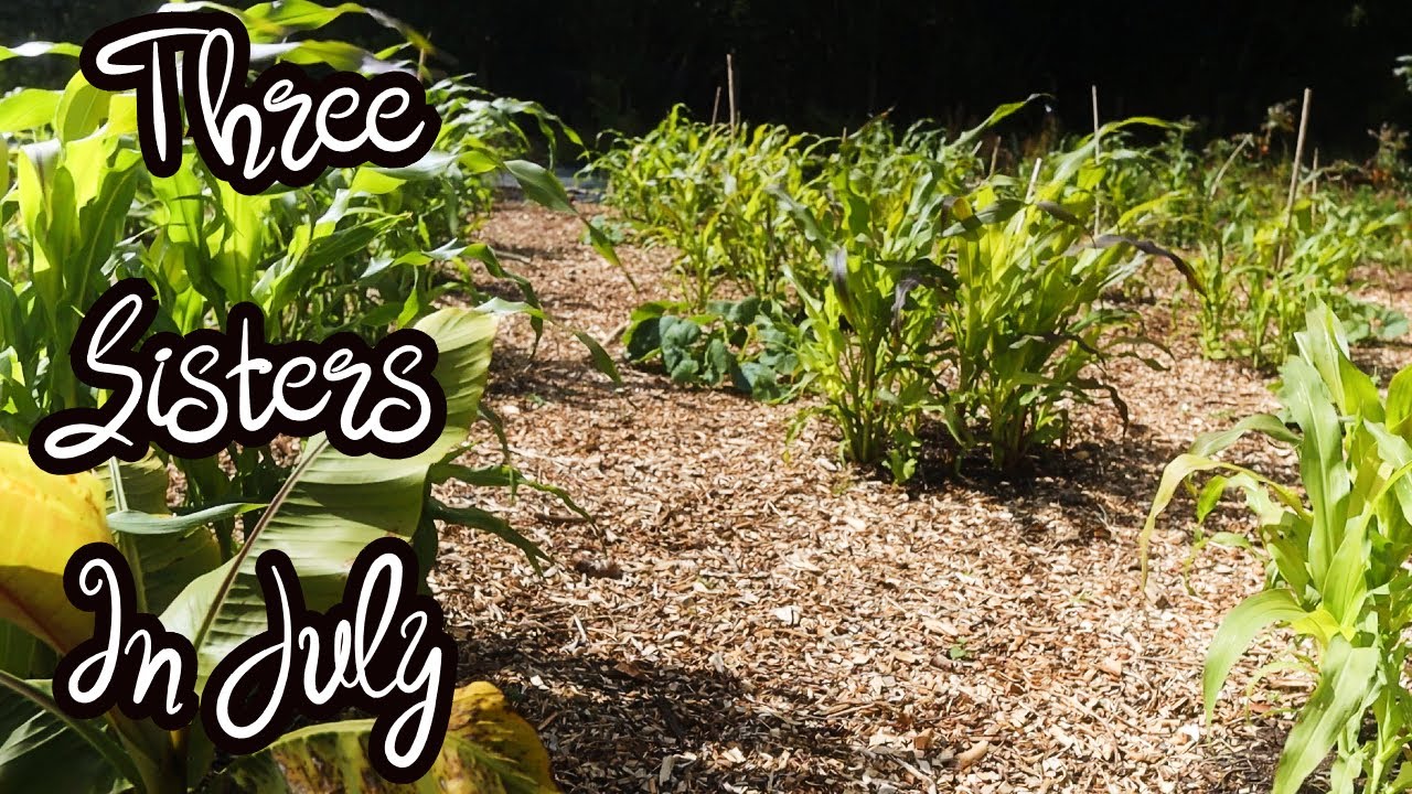 THREE SISTERS In July - Native American Companion Planting, Corn, Beans & Squash