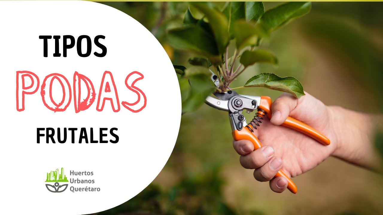 TIPOS de PODAS en FRUTALES 🌳✅