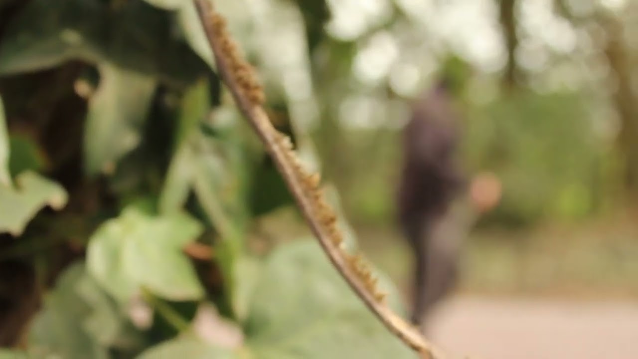 Short Film NZ - The Killer