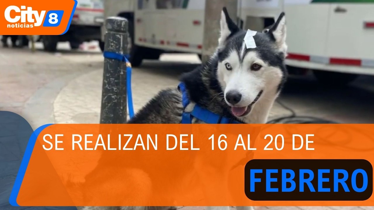 Distrito abre 900 cupos gratuitos de esterilización para perros y gatos | CityTv