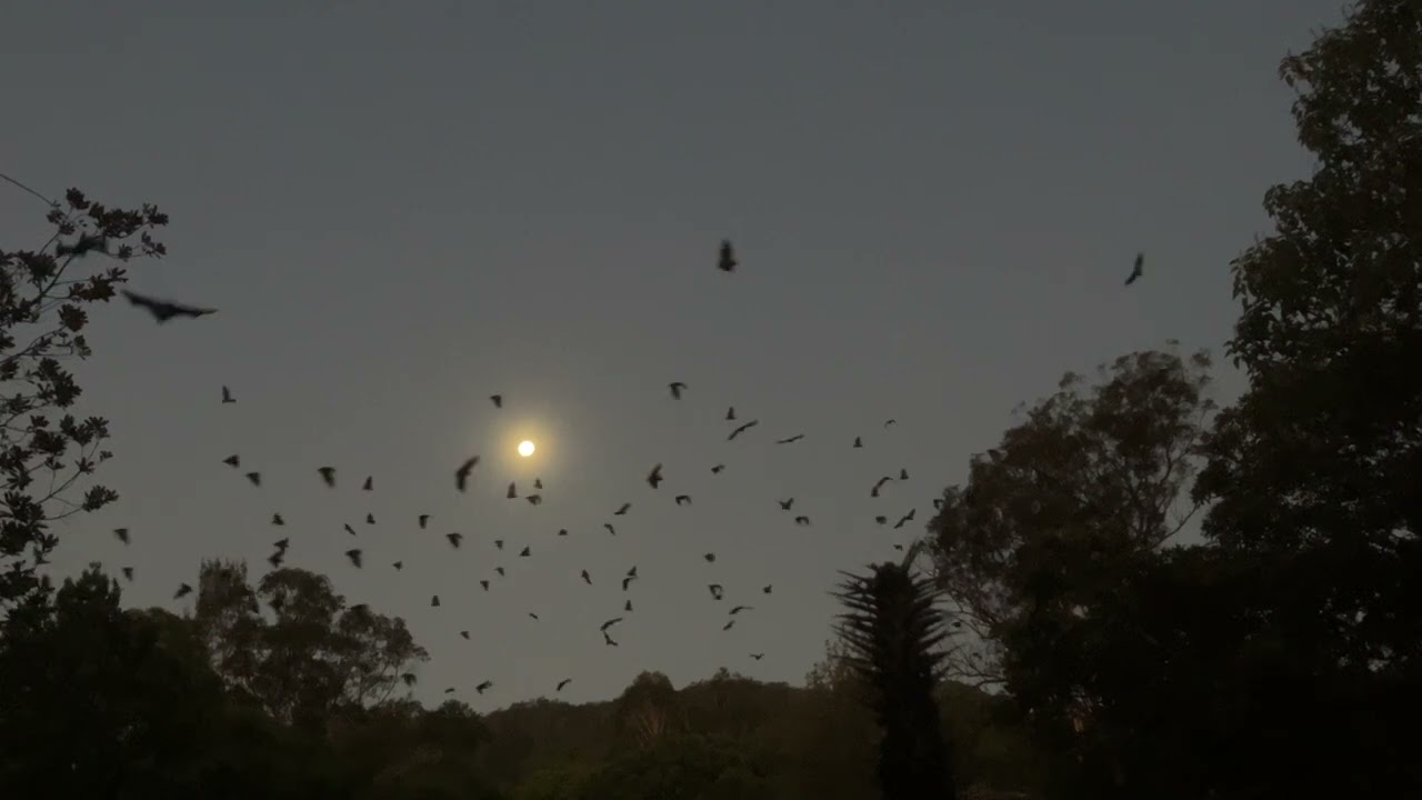 Pteropus alecto ('black flying fox')