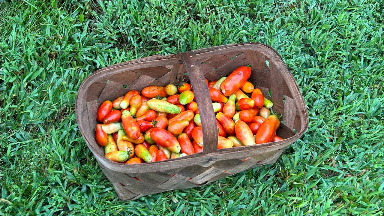 Tomato Harvest Day - How Did it Go?