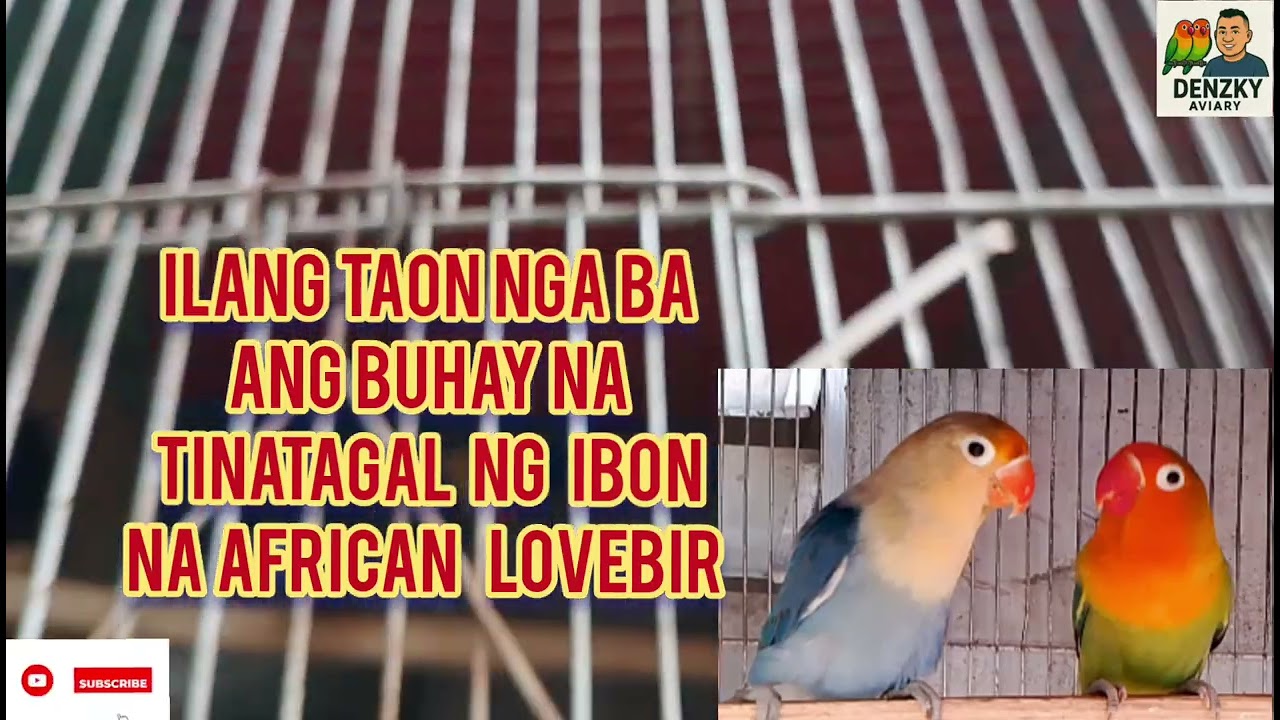 ILANG TAON PO BA ANG TINATAGAL NG BUHAY NG  AFRICAN LOVEBIRDS ( VLOG Ep # 68)