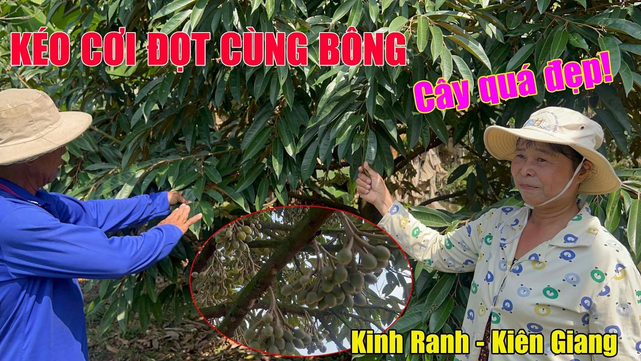 KÉO CƠI ĐỌT CÙNG BÔNG, SAU 1 THÁNG - VƯỜN CHÚ THẢO