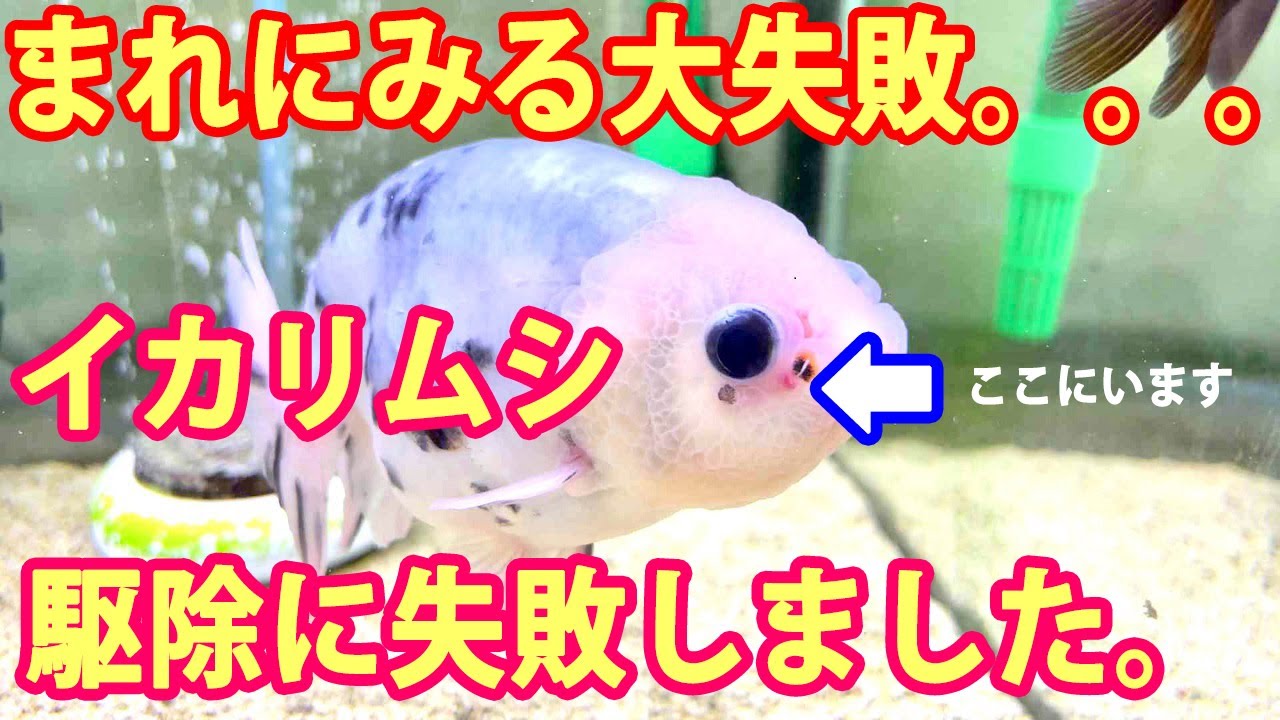 【金魚の寄生虫】憎きイカリムシの全て。高級金魚は生き残れるか…