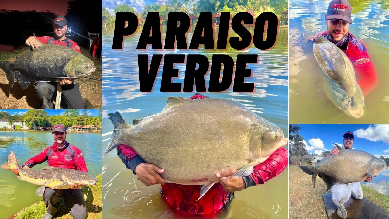 INVERNO NO PARAISO VERDE - MUITO PEIXE GRANDE NA SUPERFICIE - TAMBATINGA DE 37KG