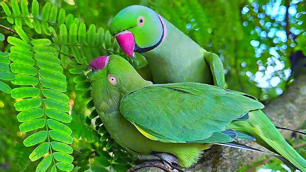 Ringneck Parrot Mating