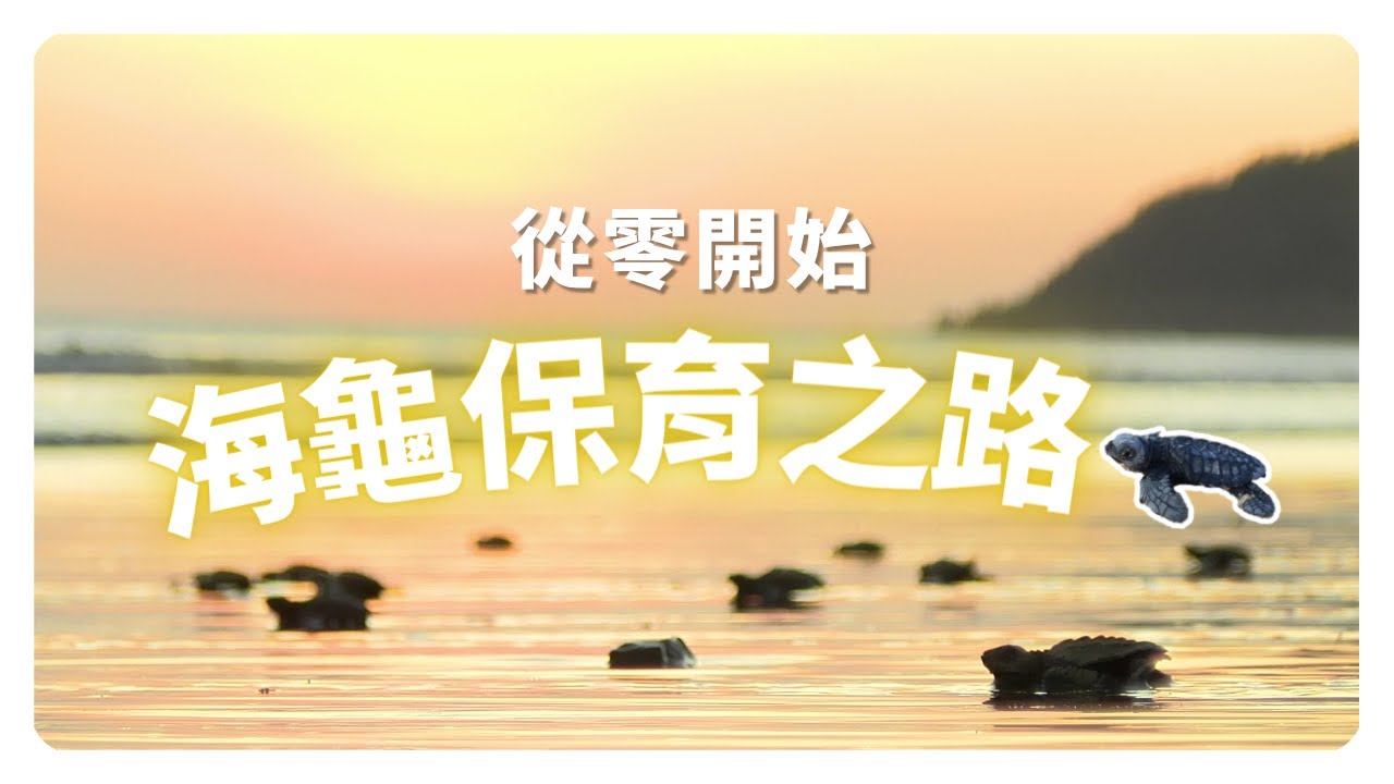 【拯救海龜】人類也吃海龜？6年孵育之路甘苦談！最真實的保育記錄片！