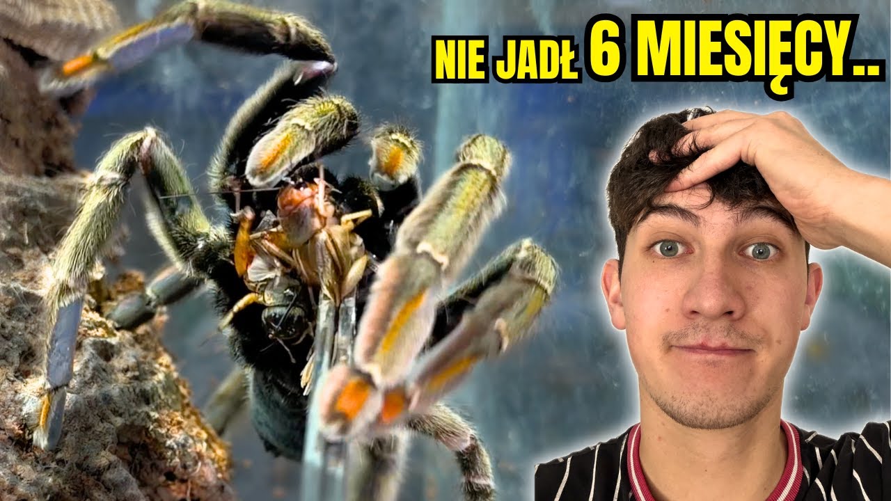 ten PAJĄK nie jadł PÓŁ ROKU 🤯 | Karmienie PTASZNIKÓW!