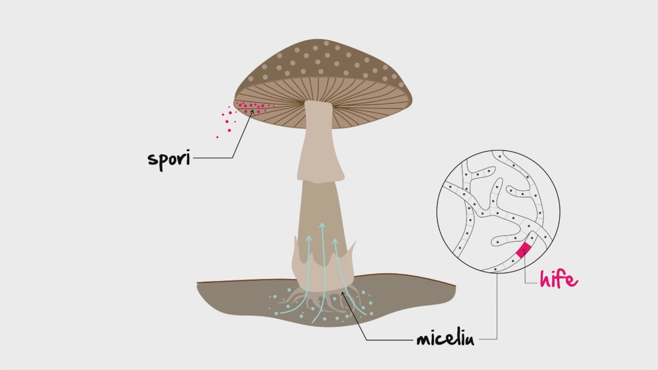 Biologie: Ciuperci | WinSchool