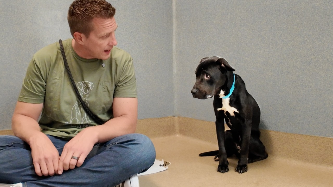 Dog Tied to Tree Gets a Second Chance 🥹