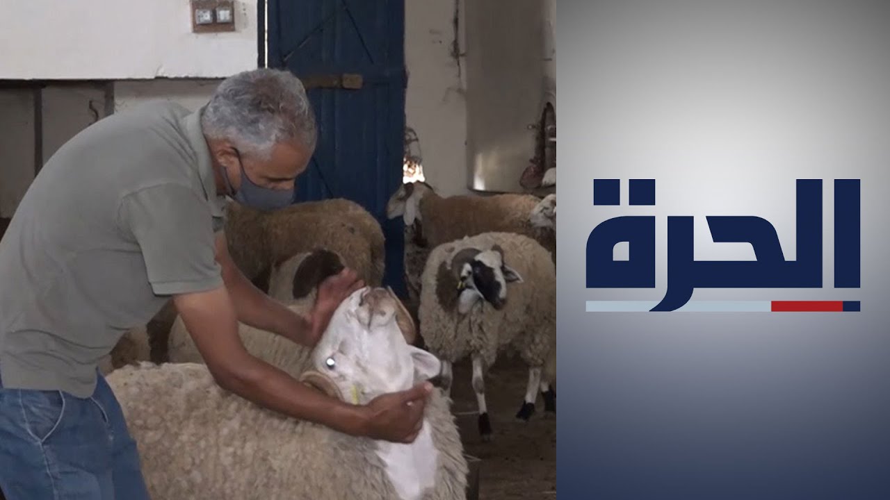 الجزائر.. منصة إلكترونية لبيع وشراء أضاحي العيد